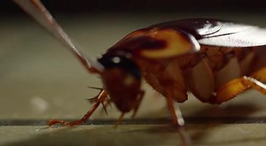 Cucaracha (orden Blattodea) La cucaracha es un insecto muy resistente que habita casi todos los ambientes del planeta, especialmente zonas cálidas y húmedas. Tiene cuerpo aplanado, antenas largas y gran capacidad de adaptación. Es omnívora y se alimenta de restos orgánicos. Puede sobrevivir largos periodos sin comida y soportar condiciones extremas. Cumple un papel importante en la descomposición de materia orgánica en los ecosistemas. #Cucaracha #Blattodea #Insectos #FaunaUrbana #Naturaleza #Vi