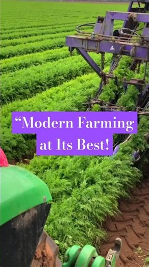 How Carrot Harvesting Machines Work: Modern Agricultural Innovation in Action