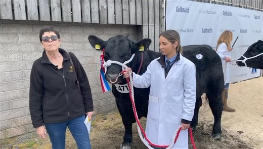 Wee chat with Stephanie Dick and her Champion Bull at Stirling Bull Sales today after the show. | Aberdeen-Angus Cattle Society