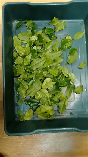 Stecklingskasten zum Vermehrungsversuch von Tropischer Baumstammkirsche fertig #tropicalfruittrees