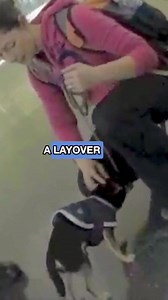 Here’s what you need to know if your pet’s flight has a layover: 🐾 Pet flight layovers should be at least four hours to allow time for your pet to rest, eat, drink, and go to the bathroom 🐾 Due to the length of the layover, we recommend booking the next leg of your pet’s flight for the next day 🐾 Layovers are comfort stop for your pet’s flight. It’s their only opportunity to rest and fuel up outside their kennel, so it’s important for a smooth pet flight #petflight #flyingwithpets #flyingwith