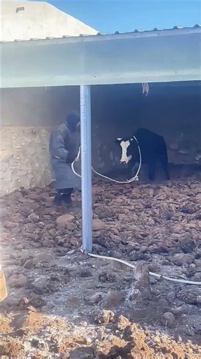 Cow Tries to Gore Me After I Throw This Lasso (I Barely Escaped!)