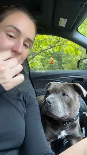 Pretending to aeat enzo treats #enzothebluestaffordshire #staffordshir | Grey Blue Staffy
