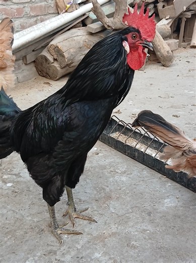 Black Drogon Australorp Rooster's Crowing Sounds