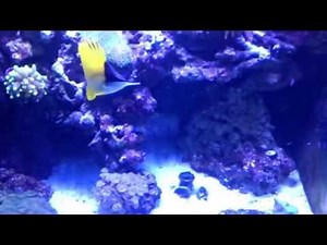 Longnose Butterfly Feeding