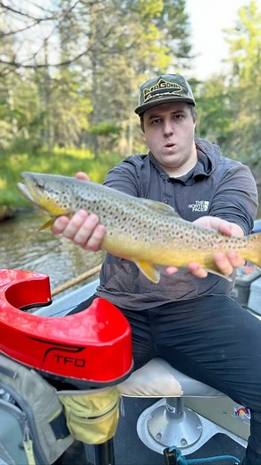 Attraction to nighttime hex fly fishing primarily stems from a few key factors: 1. **Hexagenia Hatch**: The Hexagenia, or “Hex,” is a large mayfly species that hatches primarily at dusk and into the night. This hatch attracts large trout, which become more active and feed aggressively during this time, making it an opportune moment for anglers. 2. **Larger Fish**: Nighttime is when larger, more cautious fish are likely to come out to feed. These fish are typically more skittish during the day du