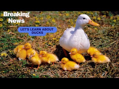 Let's Learn about Ducks I Animal Habitat #animalsforkids #ducks