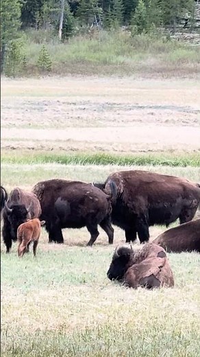 4K bison herd in Yellowstone 🦬🌲 One of the most beautiful wildlife moments I’ve ever seen.