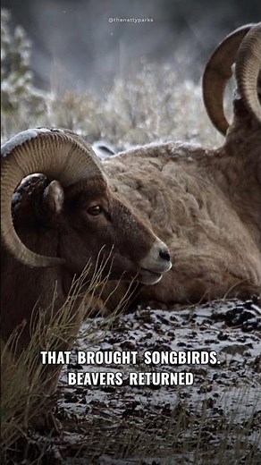 How 14 Wolves Changed Everything in Yellowstone