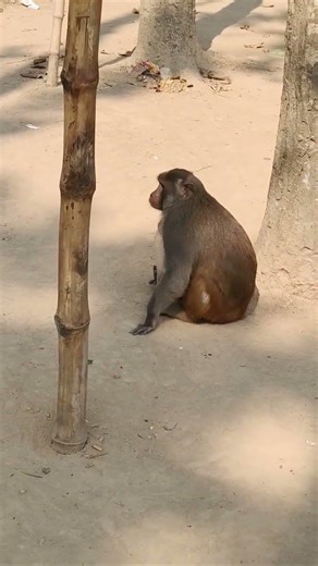 Why did the monkey suddenly run away with the jar? 🐒💨 Wait for the surprise at the end!