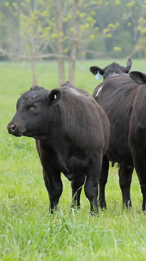 Did you know the new angus.org/AHIR has an easy to follow guide for data collection at weaning? | American Angus Association