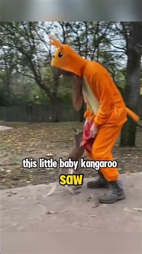 Kangaroo Mistakes Human As It's Mom!