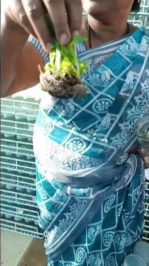 Tissue Culture Banana Plants