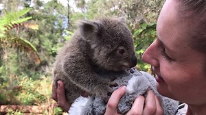 22K views · 1.4K reactions |  HAPPY SAVE THE KOALA DAY!  The aim of Save the Koala Day is to raise awareness of the plight of the koala and to educate people! Koala numbers are decreasing at an alarming rate due to habitat loss from bushfires and land-clearing, as well as disease. We love our koalas at The Australian Reptile Park and encourage you to help us protect them! | Australian Reptile Park | Facebook