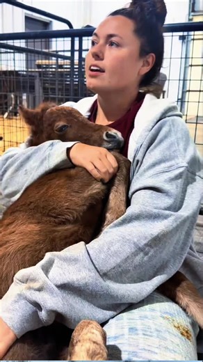 The Cutest Miniature Cows You Need to Know About