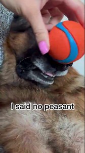 1.4M views · 27K reactions | Cute German Shepherd moments | Strider The German Shepherd | Facebook