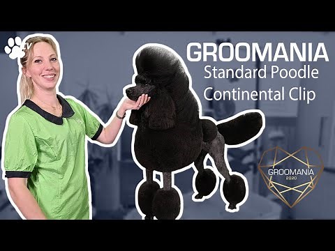 Standard Poodle Continental Clip with Lienke Luthart | Groomania 2020 Grooming Demonstration