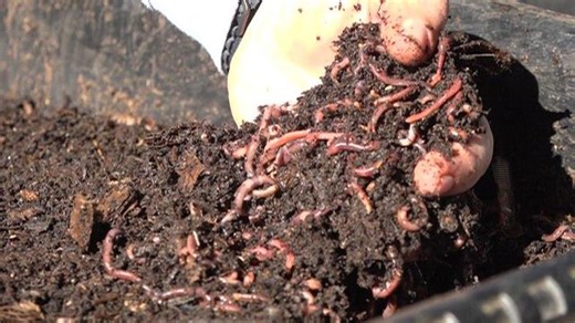 The dirt on the worm shortage and why they're in demand
