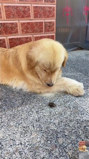 Dog vs. Flying Cockroach: You Won’t Believe What Happens Next! 🐶🪳😳 #shorts