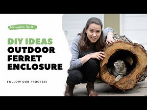 Ferrets Outside: DIY + ENRICHMENT Ideas