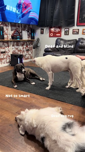 Understanding Blind and Deaf Dogs