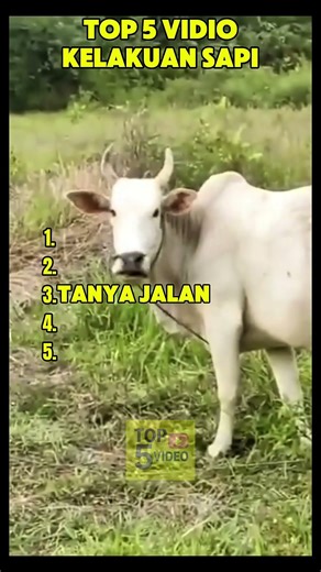 Top 5 vidio kelakuan sapi lucu #funyvideo #top5 #komedi #lucu #funny #fyp #viral #sapi #sapilucu