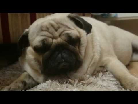 Pug snoring loud!