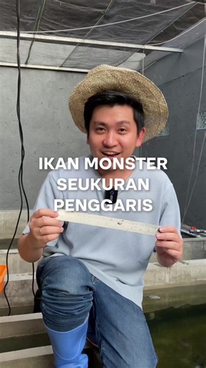 ikan seukuran monster seukuran penggaris ada di farm?😳#arquatics