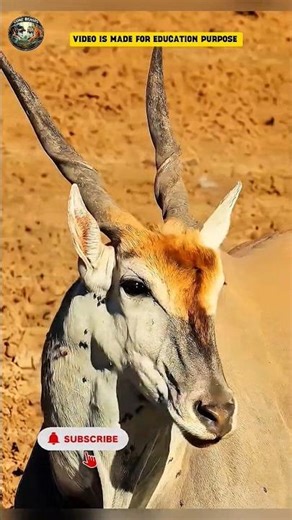 The Most Dangerous Eland Bull Is Africa’s Strongest Antelope😱|#facts #shortfacts #shorts