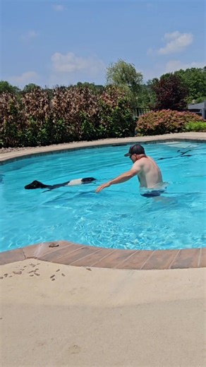 43K views · 1.2K reactions | Oreo takes a dip! Can goats swim? Lets find out. #goats #swimming #pool #summer #steinmetzfamilyfarm | Steinmetz Family Farm | Facebook