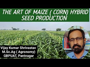 THE ART OF MAIZE (CORN) HYBRID SEED PRODUCTION