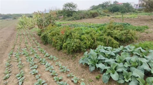 大叔家的菜地（图片纯享版）《珠玉》