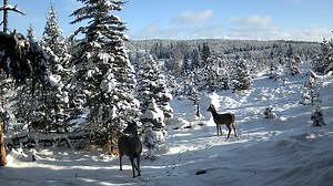 88K views · 6.3K reactions | Hey folks, just to let you know that we are working on a nice little movie for ya. Couldn't finish it today, because we got a little sidetracked with that Friday afternoon surprise post about the cull. Should have it out for Sunday. Carmela and Daniel, are coming to pick us up to take us out for my birthday dinner. So, another distraction. | Help Alberta Wildies Society | Facebook