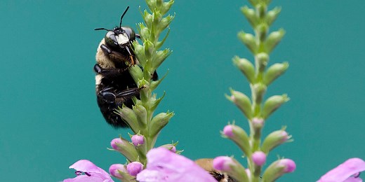 7 Things You Should Know about Bees and Other Pollinators