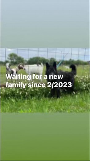 Animal Hope Pet Adoptions on Reels