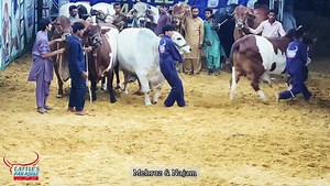 2.4K views · 268 reactions | JAB CHALEGI HAWA E SHOUQ ….  TO KHUSHBU HUMARI HI MEHKEGI ……  PHIR NIKLE GA CHAAAND …  AUR YEH SAARI DUNIYA DEKHEGI …. CATTLE'S PARADISE PRESENTS ❤❤️ SQUAD 2023 ❤❤ WE HOPE YOU ALL WILL LIKE OUR HISTORICAL COLLECTION FOR THIS SEASON INSHA ALLAH ❤️❤️❤️ #CattlesParadise #Cp #Alhamdulillah #Season2023  | Karachi Cow Mandi Services | Facebook