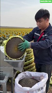 🌻⚙️ Sunflower Seed Threshing Machine Field Processing