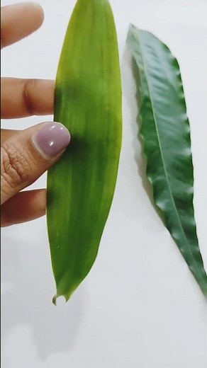 Types of leaves || Reticulate and parallel venation || ‪@exploreeducationwithnituarya‬
