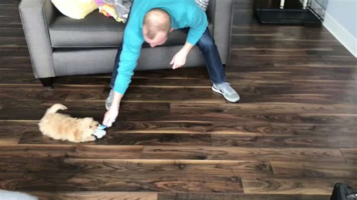 Sliding Dog Hits the Floor With Maximum Style