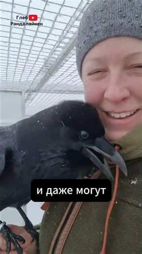 Ravens 🖤 Fun Facts