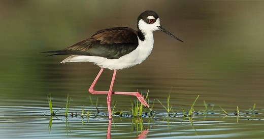 Black-necked Stilt Identification, All About Birds, Cornell Lab of Ornithology