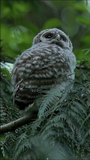 Barred owl babies first look