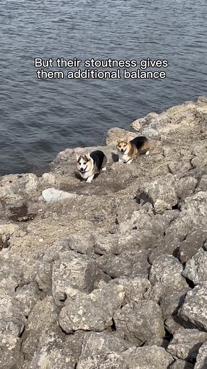 Adventurous Corgis Exploring Rocks: A Loaf's Journey