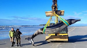 Remains of World's Rarest Whale Wash Ashore in New Zealand