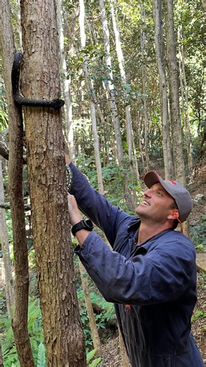 Copes Pest and Termite Solutions on Instagram: "Volume Up!! 😍🪲 This was December last year and as you know the cicadas were insanely noisey! No wonder they get the award for loudest insect in the world! 🌎 I was at a job in Stanwell Park doing a yearly Termite inspection. I literally had to work with ear plugs in it was too loud. As the client was gardening around the house he yelled out OI SHIT there’s a snake out the back! So I came for a look and found this lovely diamond python 🐍 Lucky sn