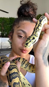 41K views · 879 reactions | What should I name him? I’m thinking Sol #carpetpython #python #snakesofinstagram #junglepython | Kenziemaack | Facebook