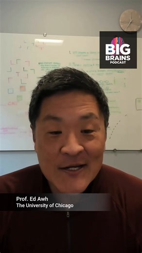 Your brain has a remote control, and it matters most in information-rich environments. UChicago neuroscientist Prof. Ed Awh explains why the people who thrive in complexity aren’t the ones with unlimited mental bandwidth—they’re the ones who can deliberately manage their working memory. | The University of Chicago