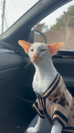 It’s always a good day when Winston has his Teddy Bear off-the-shoulder cardigan on!