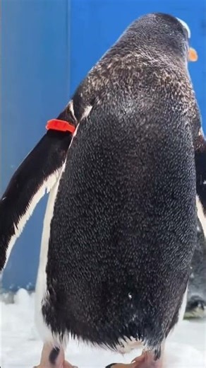 Penguins Nature's cutest#penguin #adoreble#cuteanimal#cutebird #penguinlove#penguinfans #cutepenguin