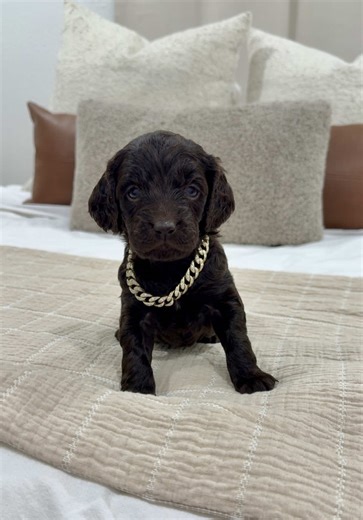 Introducing Our New Boykin Puppy at Southern Reign Kennels